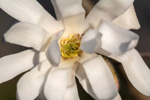 Ανθοπωλεία Λουλούδι Μανόλια Την Άνοιξη Κοντινό — Φωτογραφία Αρχείου