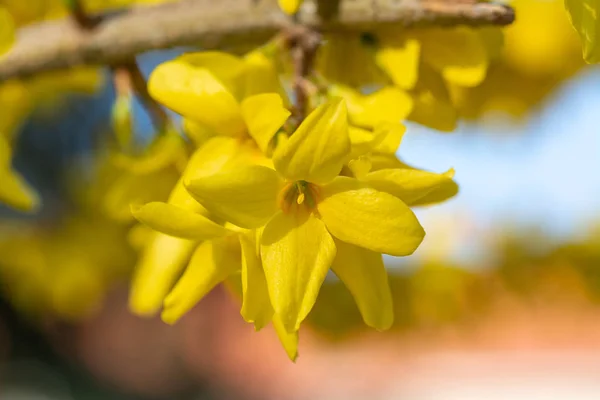 Gelbe Blüten Von Forsythien Blühenden Busch Auf Verschwommenem Park Hintergrund — Stockfoto