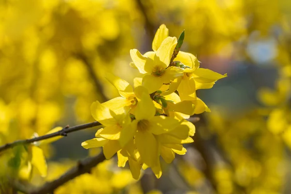 Žluté Květy Forsythie Kvetoucích Keřů Pozadí Rozmazaných Parků — Stock fotografie