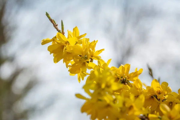 Žluté Květy Forsythie Kvetoucích Keřů Pozadí Rozmazaných Parků — Stock fotografie