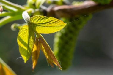 Tomurcukları ve ceviz ağacının yaprak - bahçede bahar. 