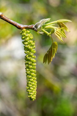 Ceviz ağacının çiçeği - Baharda bahçede. 