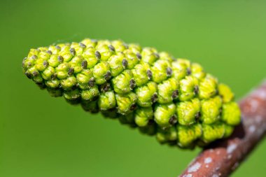Ceviz ağacının çiçeği - Baharda bahçede. 