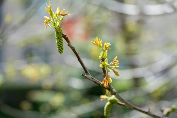 Bloei van walnotenboom - lente in de tuin — Stockfoto