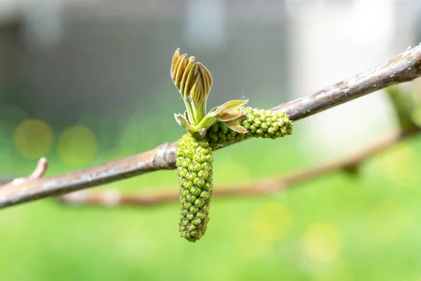 호두 나무의 꽃 - 정원의 봄철. — 스톡 사진
