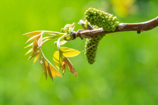 Diófa virágzása - tavasz a kertben. — Stock Fotó