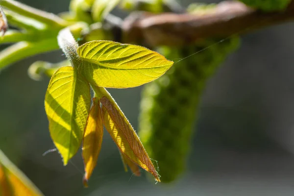 Бутони і лист горіхового дерева весна в саду . — стокове фото