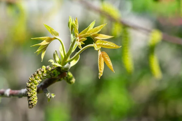 Knospen, Blatt und Blüte des Walnussbaums - Frühling im Garten. — Stockfoto
