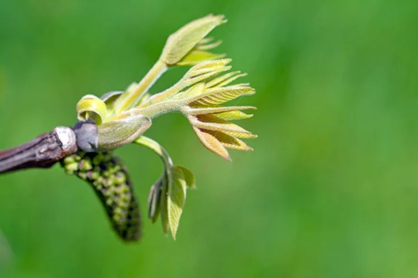 Buds e folha de nogueira - primavera no jardim . — Fotografia de Stock