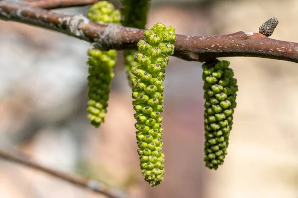 Bloei van walnotenboom - lente in de tuin. — Stockfoto