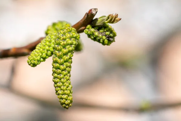 Bloei van walnotenboom - lente in de tuin. — Stockfoto