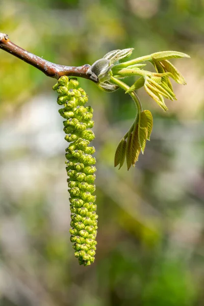 Ceviz ağacının çiçeği - Baharda bahçede. 