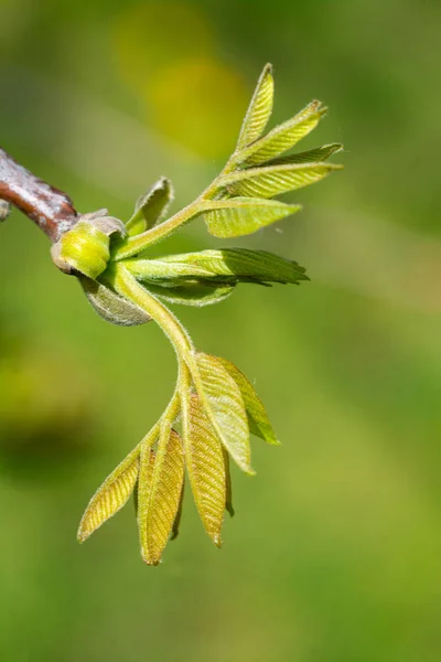 Toppen en blad van walnoot boom-Lente in de tuin. — Stockfoto