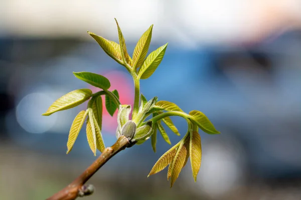 Toppen en blad van walnoot boom-Lente in de tuin. — Stockfoto