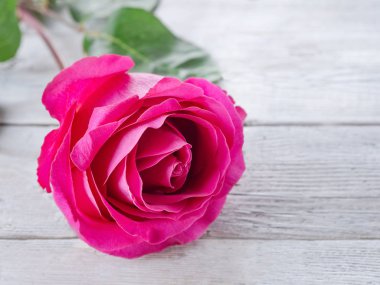 Gül tomurcuk yakın, ahşap bir arka plan üzerinde yatıyordu. Close