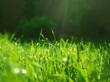 Yeşil çimenli arka plan, güneş ışınlarında çiy. Bokeh