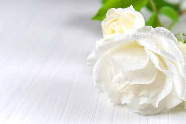 Fondo de vacaciones. Rosas blancas con gotas de rocío en una luz tex —  Fotos de Stock