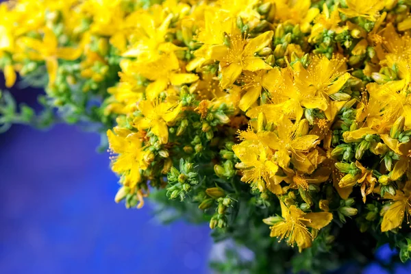 Bouquet of herb "Hypericum", against a dark background, close-up — Stock Photo, Image