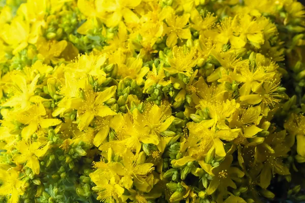 Bouquet of herb "Hypericum", against a dark background, close-up — Stock Photo, Image