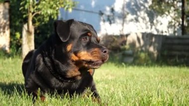 köpek, rottweiler, bahçede evcil hayvan bir oyun çağrısı