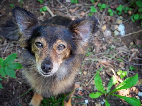 Little eared dog in the garden — Stock Photo, Image