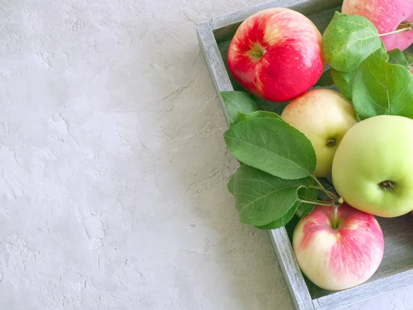 Herfst oogst: rijpe, geurige rood-groene appels in een houten, GRA — Stockfoto