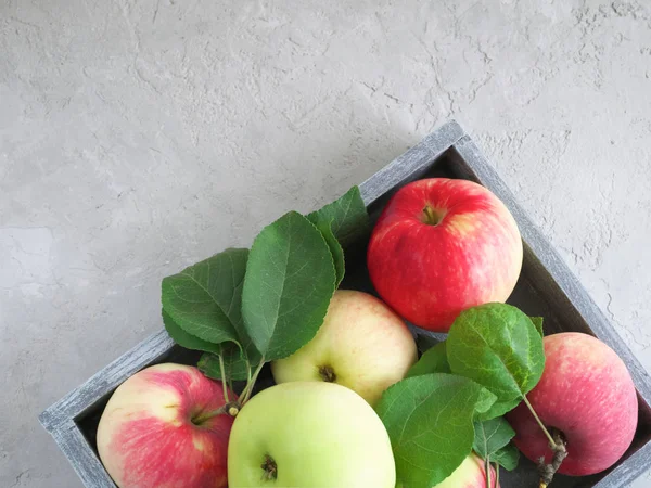 Осенний урожай: спелые, ароматные красно-зеленые яблоки в деревянном, гра — стоковое фото
