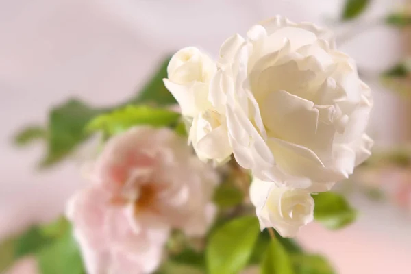 Fundo de férias. Rosas brancas e rosa — Fotografia de Stock