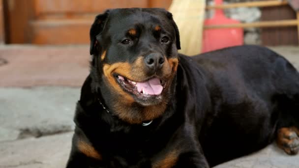 Animal, cão, rottweiler guardando o animal house.slow movimento — Vídeo de Stock