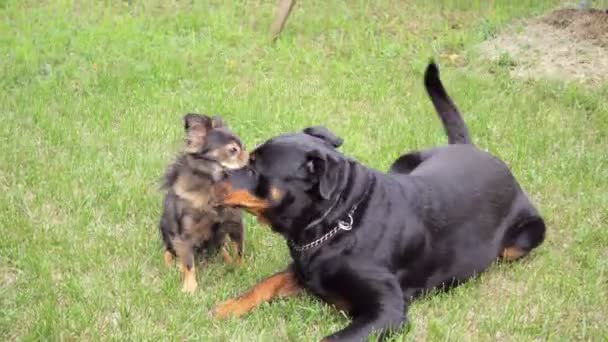 Pequeño Perro Orejas Largas Juega Tiernamente Con Gran Rottweiler — Vídeos de Stock