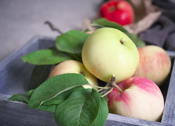 Φθινοπωρινή συγκομιδή: ώριμα, αρωματικά κόκκινα-πράσινα μήλα σε ένα ξύλινο — Φωτογραφία Αρχείου