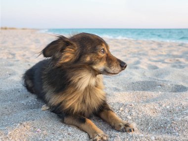 Küçük köpek denizde sahibini bekliyor.