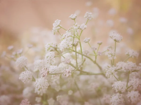 Herkkä kukka tausta — kuvapankkivalokuva