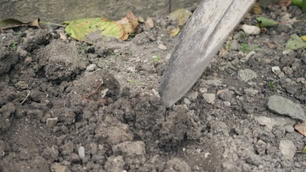 Σκάψτε σκληρό έδαφος με ένα φτυάρι. Εργασίες στον κήπο το φθινόπωρο. — Αρχείο Βίντεο