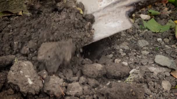 用铲子挖硬土. 秋天的花园工作. — 图库视频影像