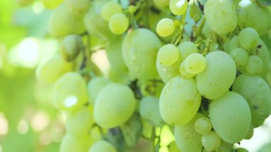 Bahçede olgunlaşmış üzümler rüzgarda sallanan bir dalda