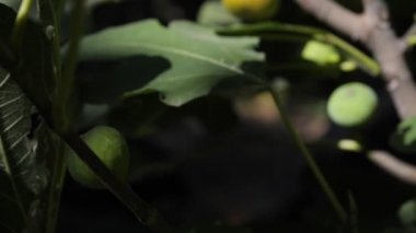 Bahçedeki ağaçtaki incir meyvesi rüzgarda sallanıyor. Kamera yakınlaştır
