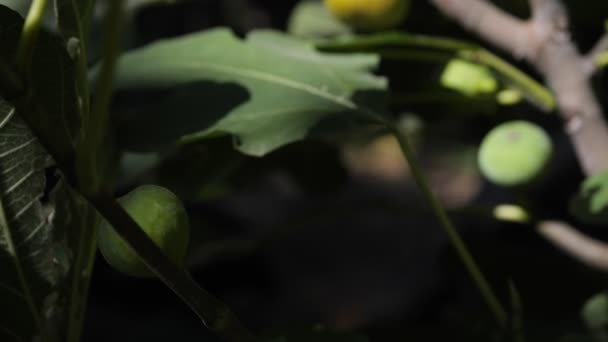風に揺れる庭の木の上のいちじくの実カメラズーム — ストック動画