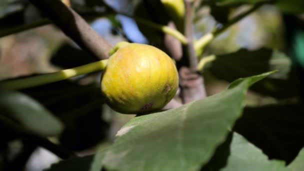 Інжирні фрукти на дереві в саду, що гойдається на вітрі — стокове відео