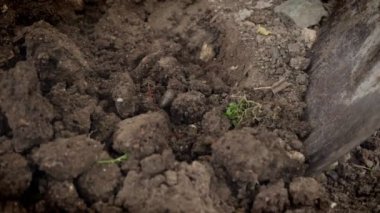 Bir kürekle sert toprağı kazmak