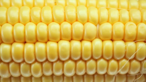 Yellow, ripe corn grains close. Camera movement from right to left. — Stock Video