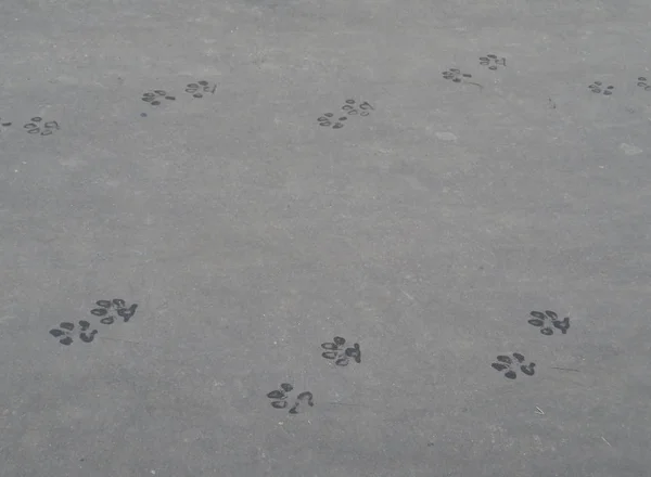 Wet dog prints on the pavement.