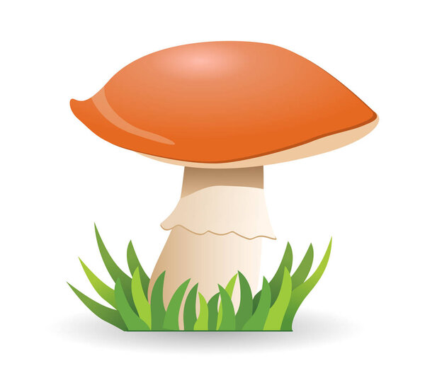 Mushroom boletus. vegetable healthy food. mushrooms isolated on 