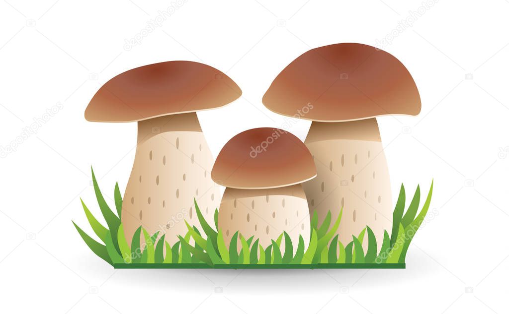 White mushroom. vegetable healthy food. mushrooms isolated on wh