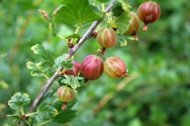 Olgun bir bektaşi üzümü görünümünü bektaşi bahçede bir dalı olarak. 