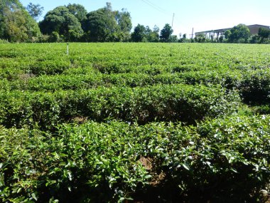 Yeşil çay ve taze yaprakları çay tarlaları üzerinde. 
