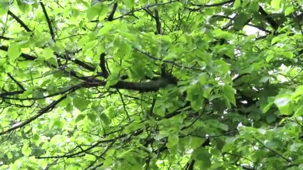 Grandes gouttes de pluie sur le fond des feuilles vertes de l'arbre . — Video
