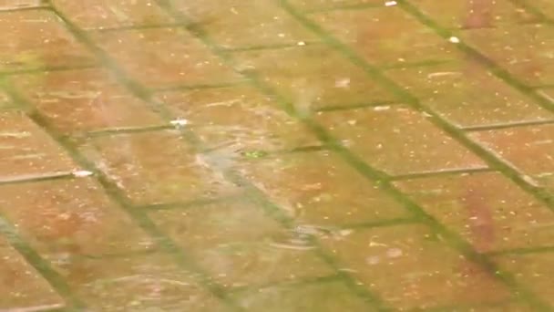 Grandi gocce di pioggia sullo sfondo delle piastrelle della strada . — Video Stock