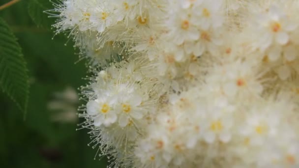 De uma bela flor exuberante sobe bumblebee peludo e voa para longe . — Vídeo de Stock