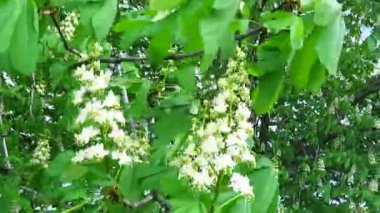 Kestane çiçekleri. Büyük bir çiçek ile Dal